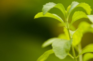 Stevia rebaudiana